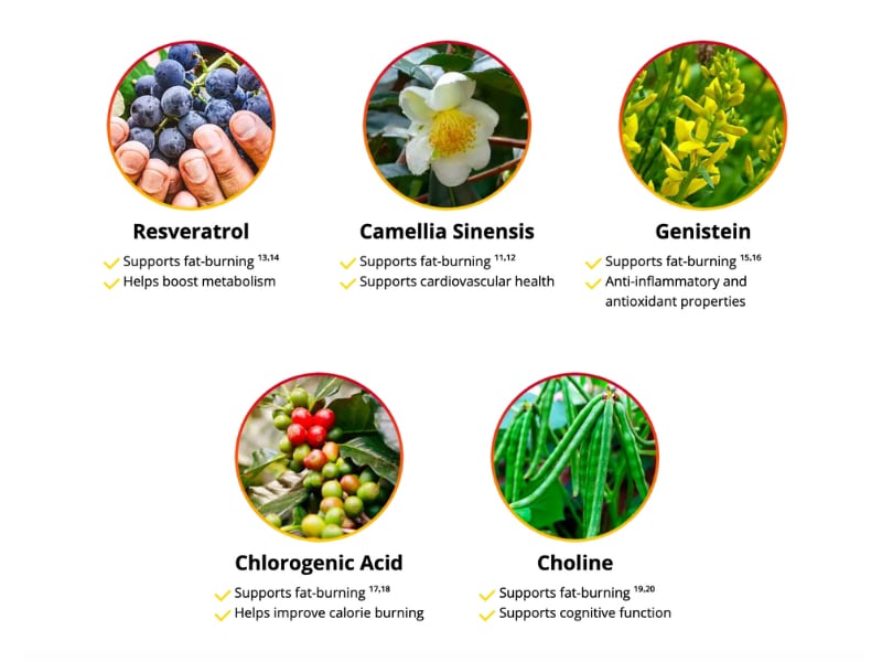 Hepato-Burn-ingredients